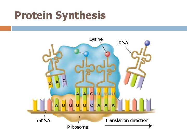 Protein Synthesis Lysine t. RNA Translation direction m. RNA Ribosome 