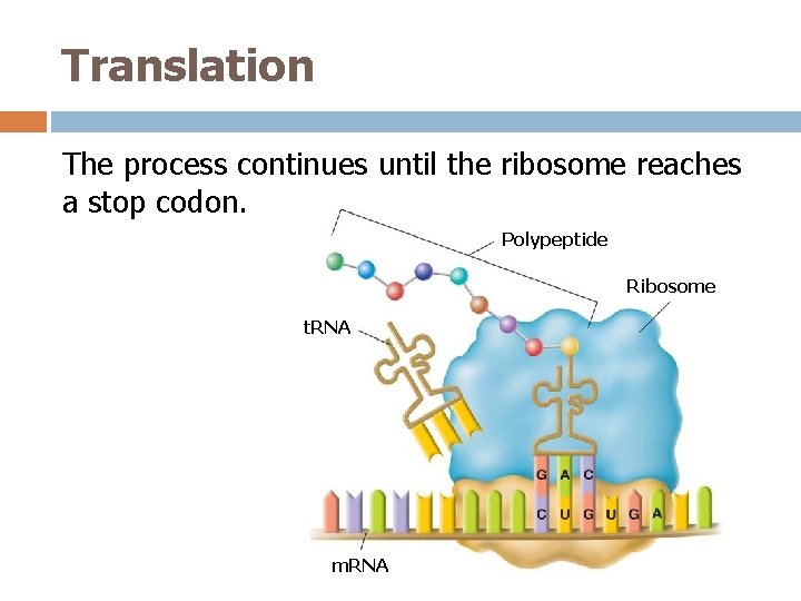 Translation The process continues until the ribosome reaches a stop codon. Polypeptide Ribosome t.