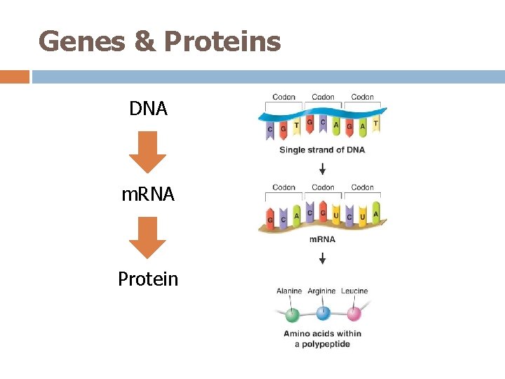 Genes & Proteins DNA m. RNA Protein 