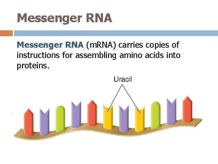 Messenger RNA (m. RNA) carries copies of instructions for assembling amino acids into proteins.