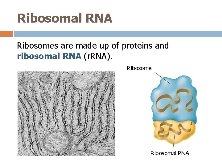 Ribosomal RNA Ribosomes are made up of proteins and ribosomal RNA (r. RNA). Ribosome