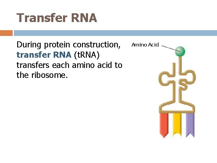 Transfer RNA During protein construction, transfer RNA (t. RNA) transfers each amino acid to