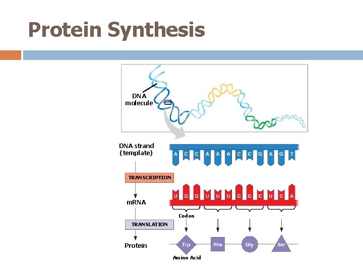 Protein Synthesis DNA molecule DNA strand (template) TRANSCRIPTION m. RNA Codon TRANSLATION Protein Amino