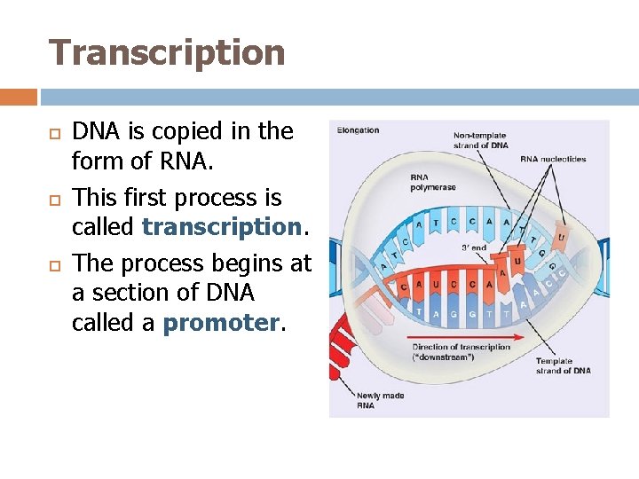 Transcription DNA is copied in the form of RNA. This first process is called