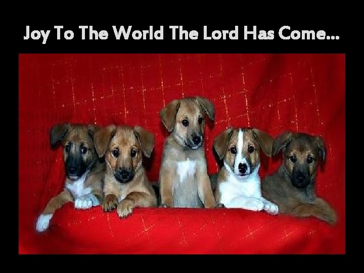 Joy To The World The Lord Has Come… 