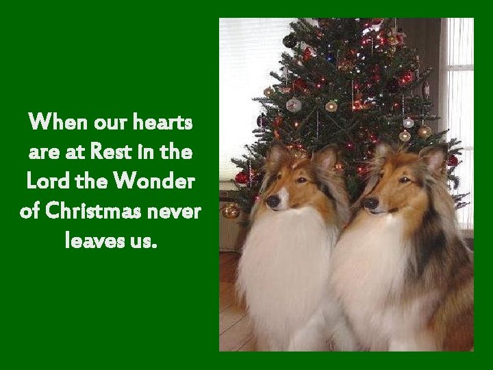 When our hearts are at Rest in the Lord the Wonder of Christmas never