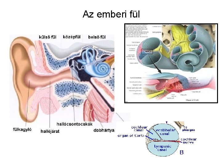 Az emberi fül 