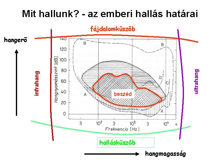 Mit hallunk? - az emberi hallás határai fájdalomküszöb ultrahang infrahangerő beszéd hallásküszöb hangmagasság 