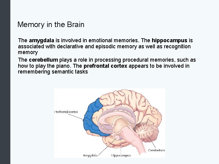 Memory in the Brain The amygdala is involved in emotional memories. The hippocampus is
