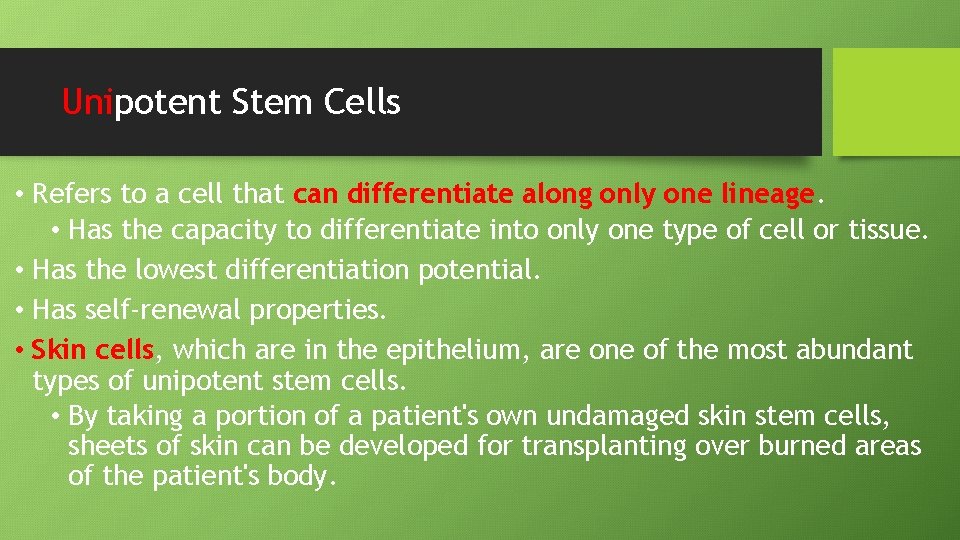 Unipotent Stem Cells • Refers to a cell that can differentiate along only one