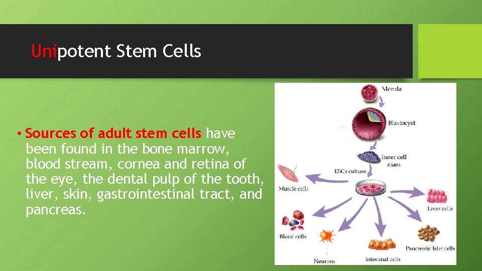 Unipotent Stem Cells • Sources of adult stem cells have been found in the