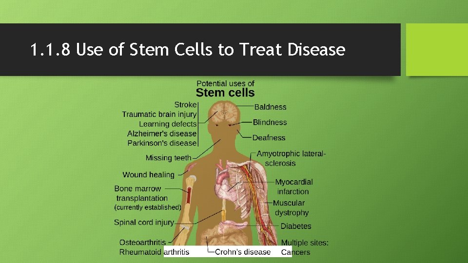 1. 1. 8 Use of Stem Cells to Treat Disease 