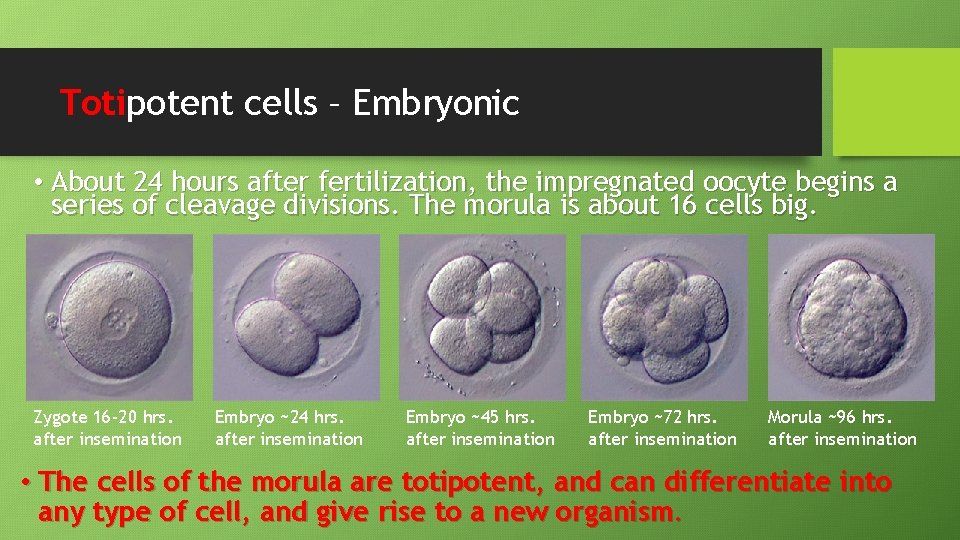 Totipotent cells – Embryonic • About 24 hours after fertilization, the impregnated oocyte begins