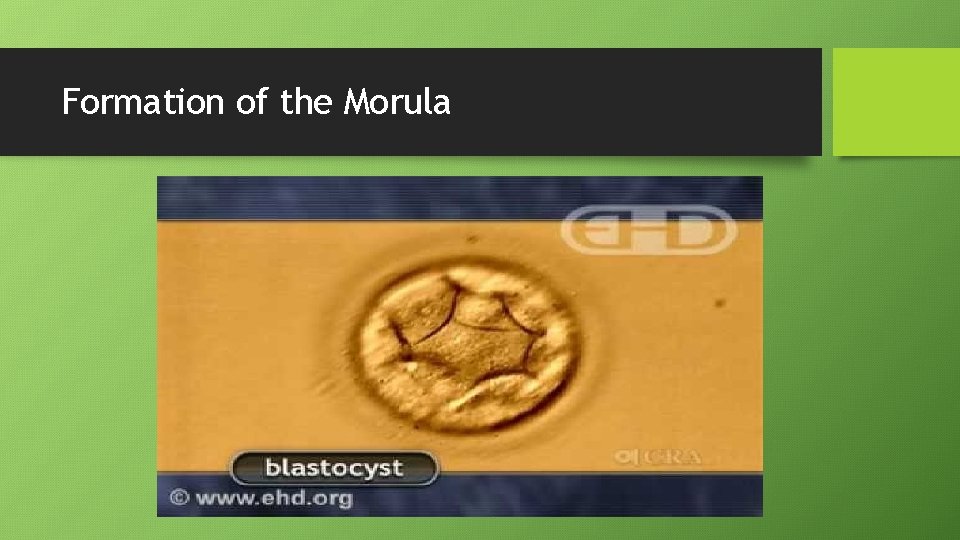 Formation of the Morula 