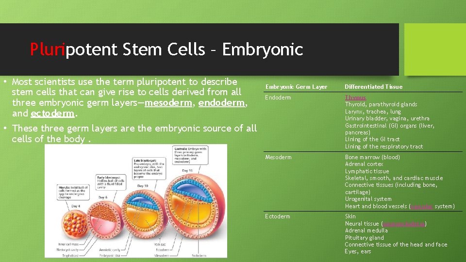 Pluripotent Stem Cells – Embryonic • Most scientists use the term pluripotent to describe