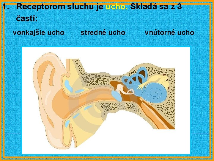 1. Receptorom sluchu je ucho. Skladá sa z 3 častí: vonkajšie ucho stredné ucho