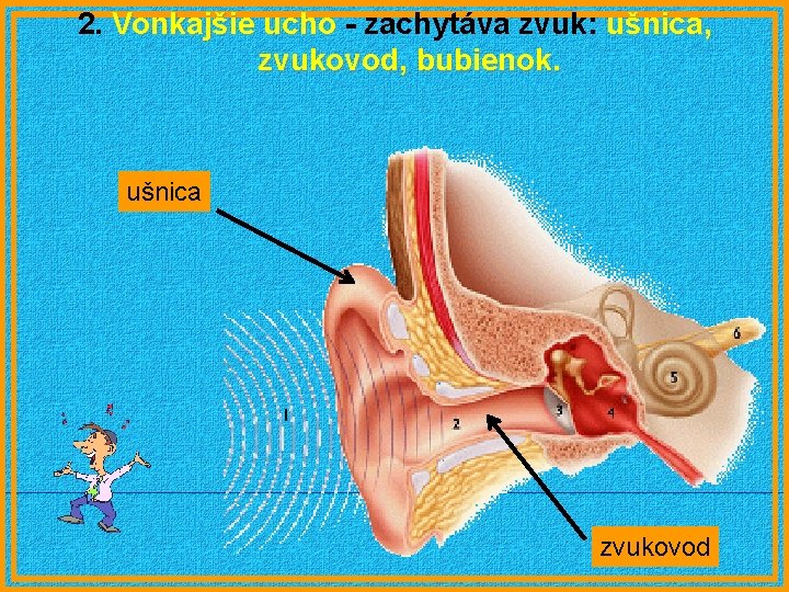 2. Vonkajšie ucho - zachytáva zvuk: ušnica, zvukovod, bubienok. ušnica zvukovod 