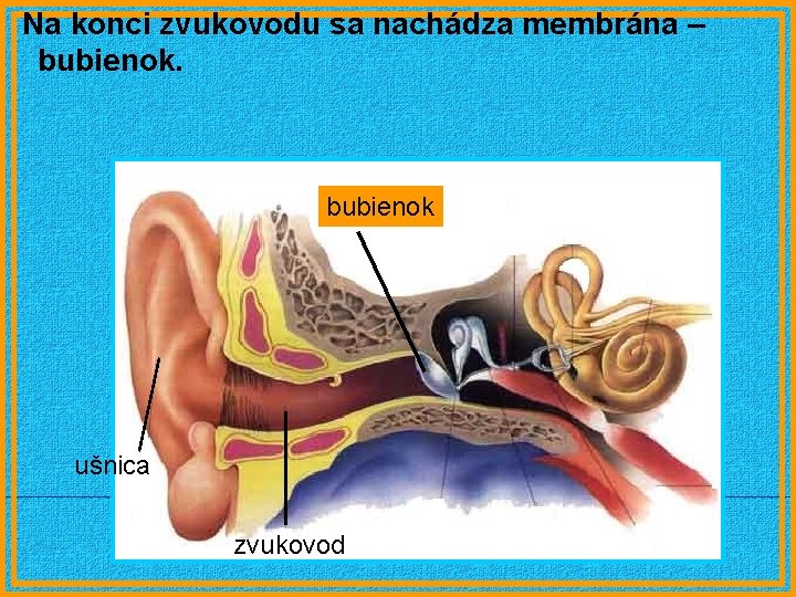 Na konci zvukovodu sa nachádza membrána – bubienok ušnica zvukovod 