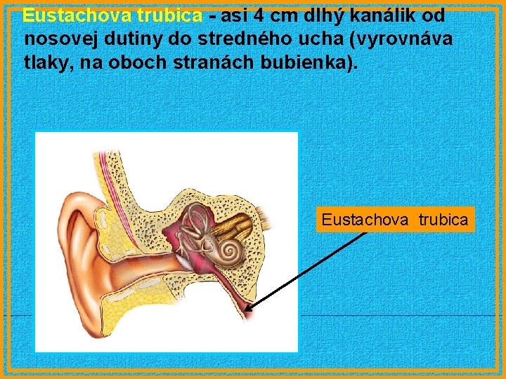 Eustachova trubica - asi 4 cm dlhý kanálik od nosovej dutiny do stredného ucha