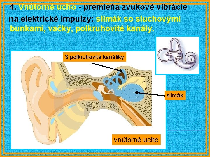 4. Vnútorné ucho - premieňa zvukové vibrácie na elektrické impulzy: slimák so sluchovými bunkami,