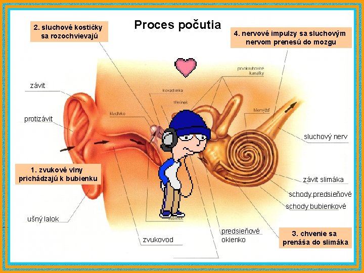 2. sluchové kostičky sa rozochvievajú Proces počutia 4. nervové impulzy sa sluchovým nervom prenesú