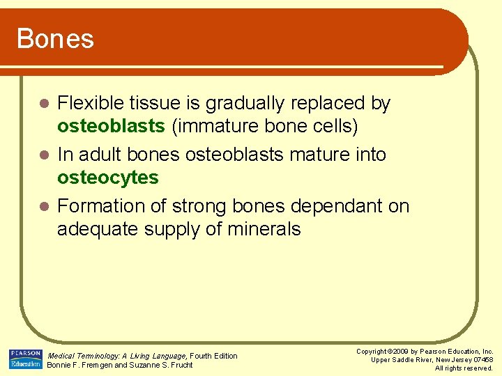 Bones Flexible tissue is gradually replaced by osteoblasts (immature bone cells) l In adult