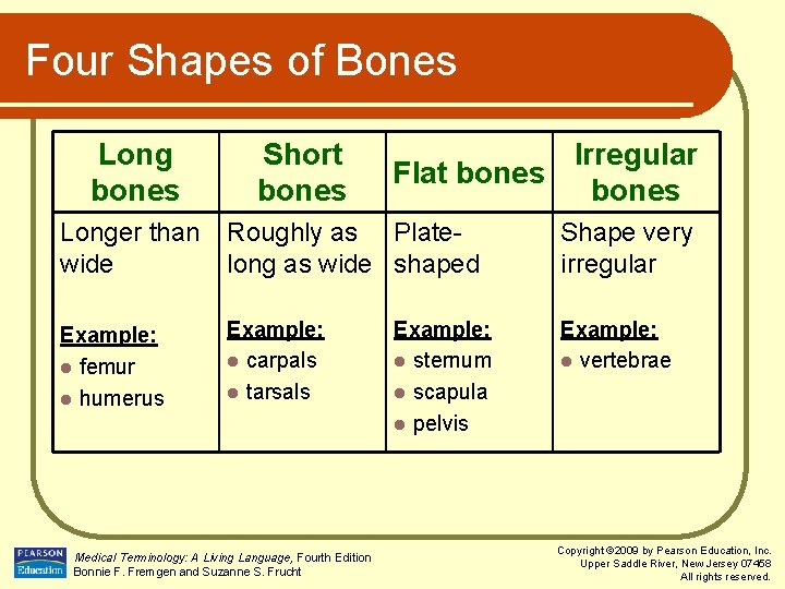 Four Shapes of Bones Long bones Short bones Irregular Flat bones Longer than wide