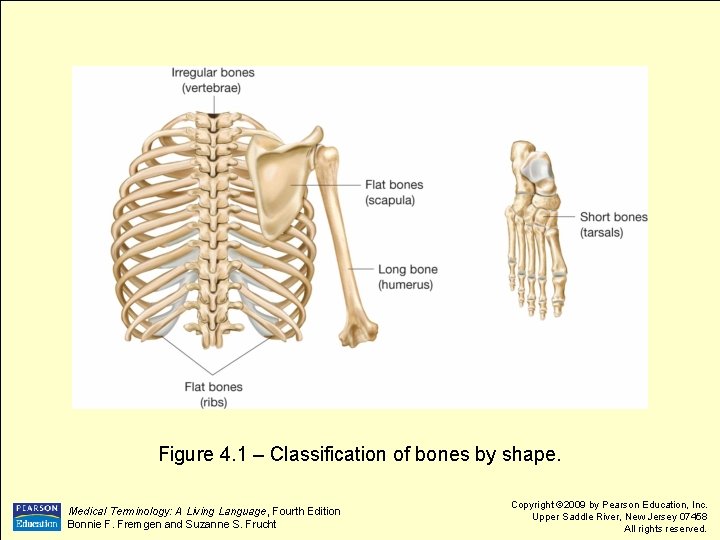 Figure 4. 1 – Classification of bones by shape. Medical Terminology: A Living Language,