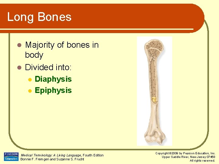 Long Bones Majority of bones in body l Divided into: l l l Diaphysis