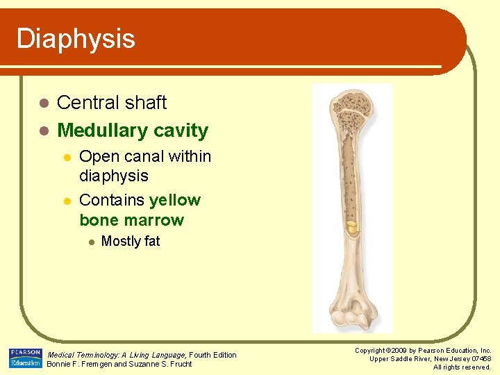 Diaphysis Central shaft l Medullary cavity l l l Open canal within diaphysis Contains