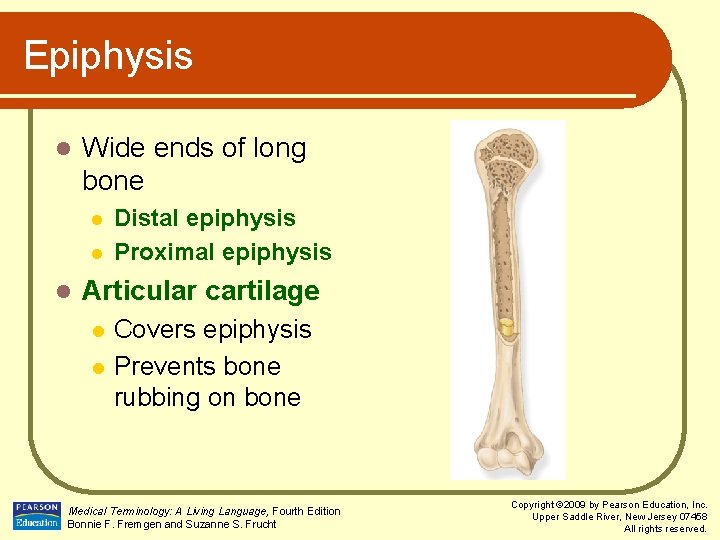 Epiphysis l Wide ends of long bone l l l Distal epiphysis Proximal epiphysis