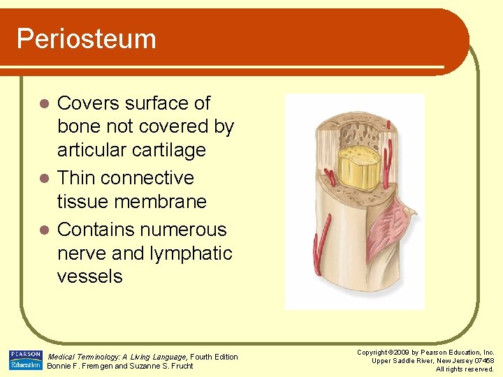 Periosteum Covers surface of bone not covered by articular cartilage l Thin connective tissue