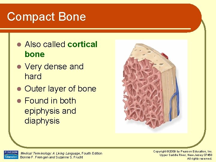 Compact Bone Also called cortical bone l Very dense and hard l Outer layer