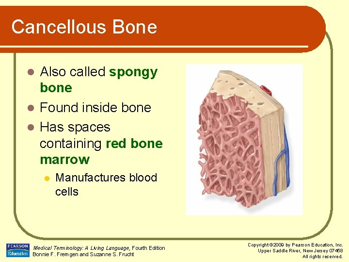Cancellous Bone Also called spongy bone l Found inside bone l Has spaces containing