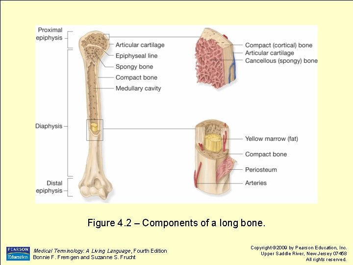 Figure 4. 2 – Components of a long bone. Medical Terminology: A Living Language,