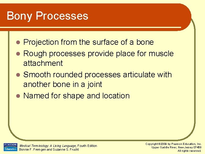 Bony Processes Projection from the surface of a bone l Rough processes provide place