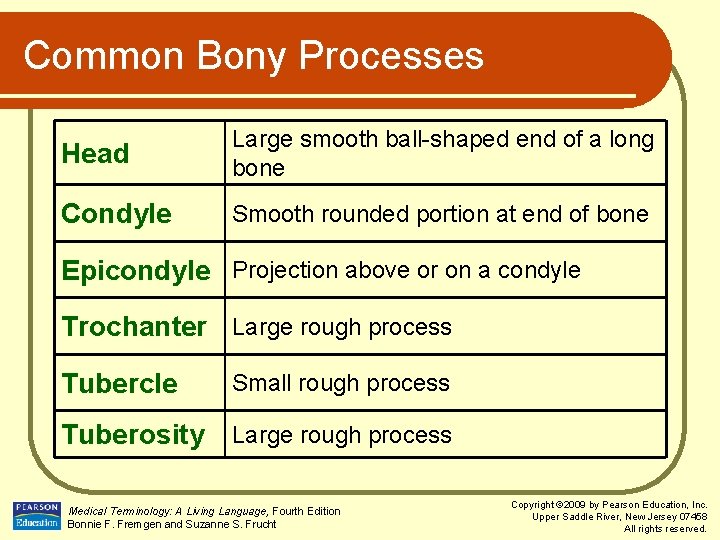Common Bony Processes Head Large smooth ball-shaped end of a long bone Condyle Smooth