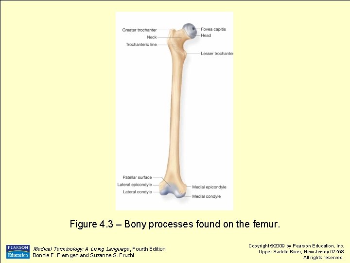 Figure 4. 3 – Bony processes found on the femur. Medical Terminology: A Living