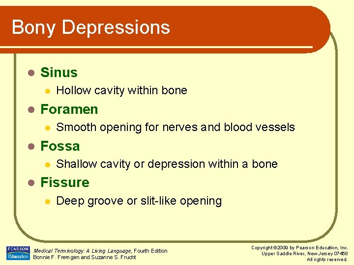 Bony Depressions l Sinus l l Foramen l l Smooth opening for nerves and