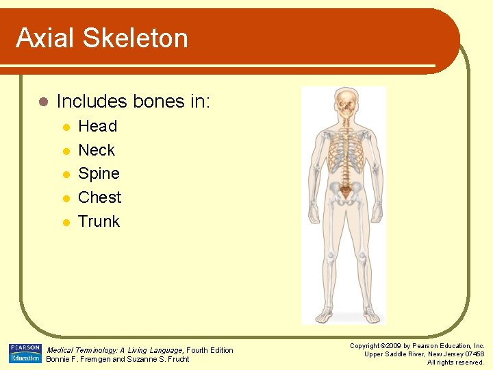 Axial Skeleton l Includes bones in: l l l Head Neck Spine Chest Trunk