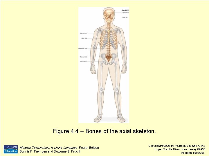 Figure 4. 4 – Bones of the axial skeleton. Medical Terminology: A Living Language,