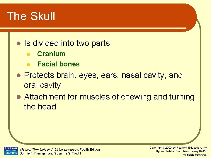 The Skull l Is divided into two parts l l Cranium Facial bones Protects