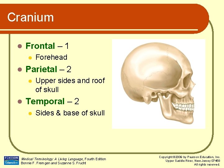 Cranium l Frontal – 1 l l Parietal – 2 l l Forehead Upper