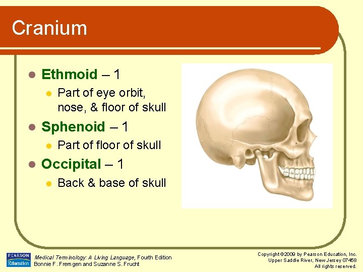 Cranium l Ethmoid – 1 l l Sphenoid – 1 l l Part of