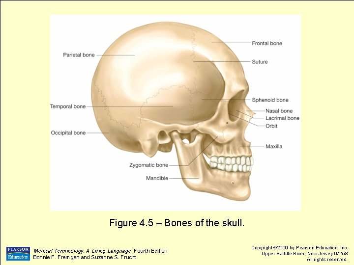 Figure 4. 5 – Bones of the skull. Medical Terminology: A Living Language, Fourth