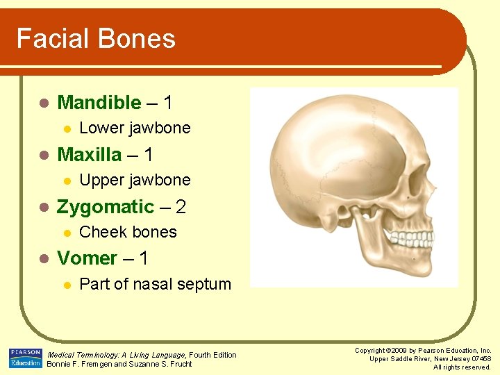 Facial Bones l Mandible – 1 l l Maxilla – 1 l l Upper