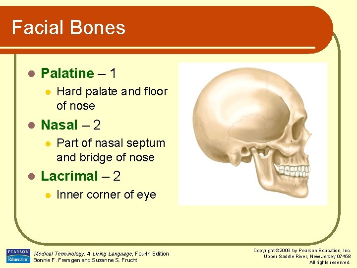 Facial Bones l Palatine – 1 l l Nasal – 2 l l Hard