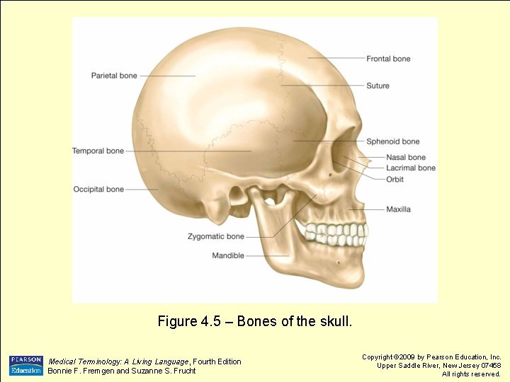 Figure 4. 5 – Bones of the skull. Medical Terminology: A Living Language, Fourth