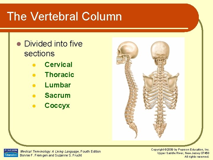 The Vertebral Column l Divided into five sections l l l Cervical Thoracic Lumbar