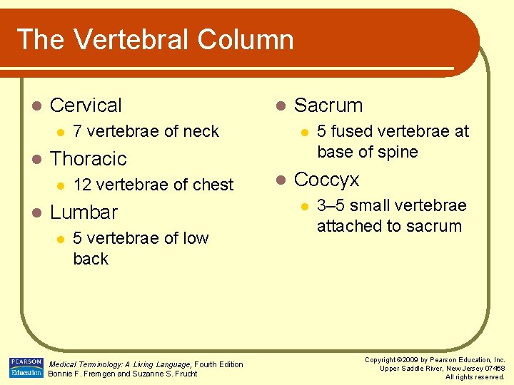 The Vertebral Column l Cervical l l 7 vertebrae of neck 12 vertebrae of